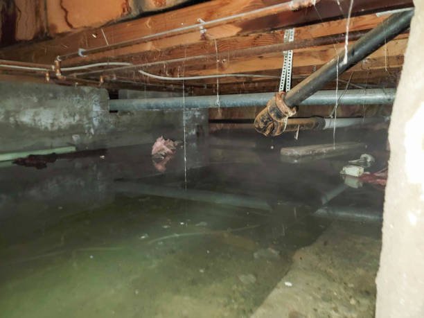 Best Flood restoration services  in Watsessing, NJ